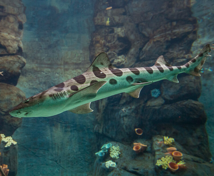 Leopard shark swimming in a large water tank past rocks with sea sponge and coral decorations on them