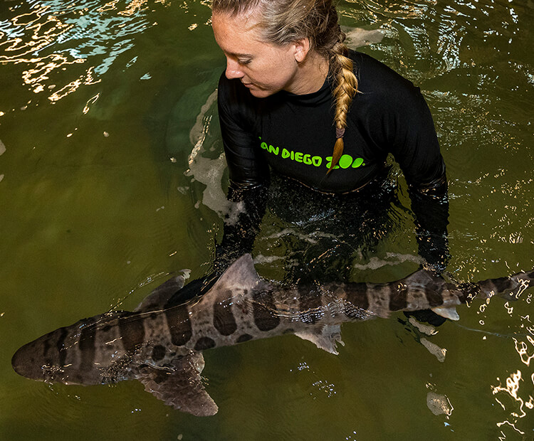 Zookeeper in wetsuit helps a young leopard shark into the water