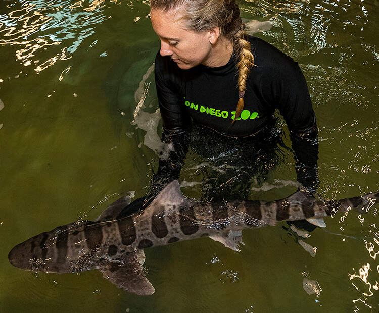 leopard shark