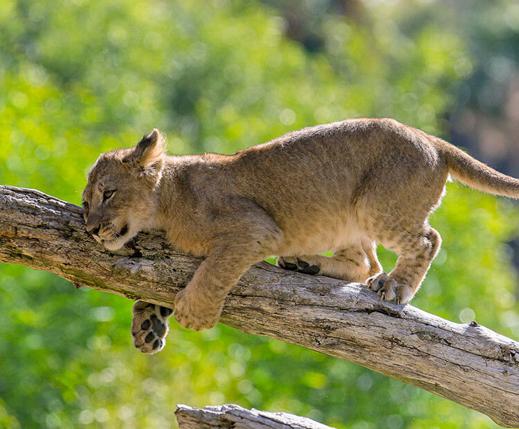 Lion cub in tree