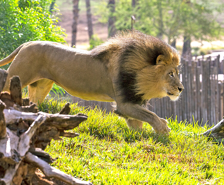 Male lion running in front of wood fence