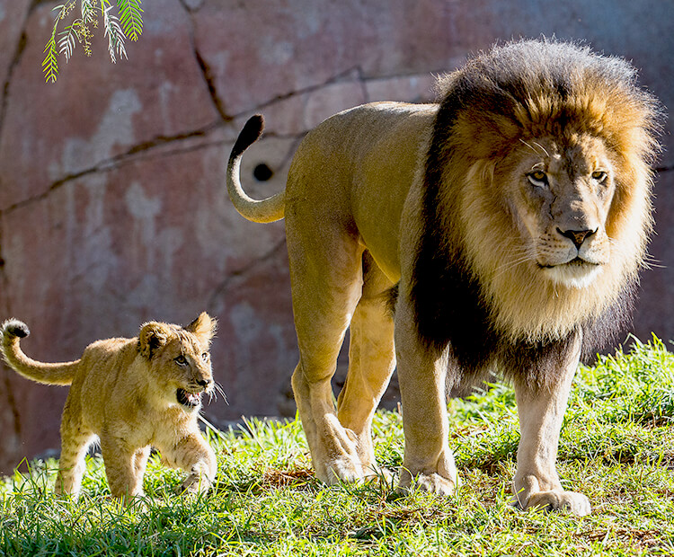 Lion tail. Хвост Льва. Хвост львицы. Хвост львенка. Лев и львица хвост.