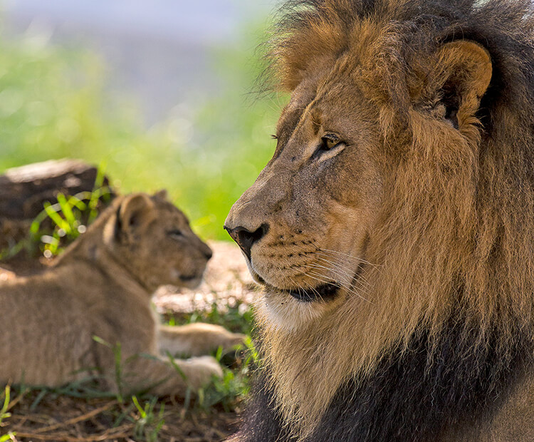 Lion male sitting with small cub nearby