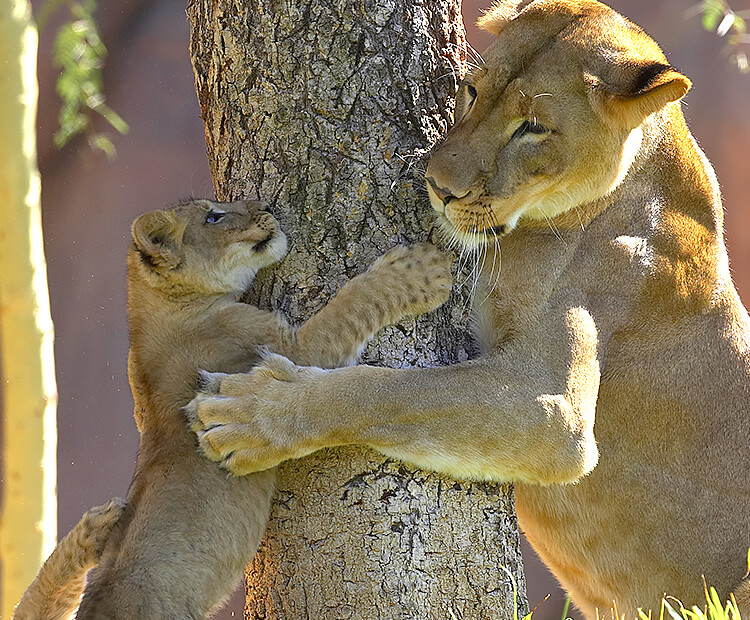 Mother lion and cub scratching at tree trunk