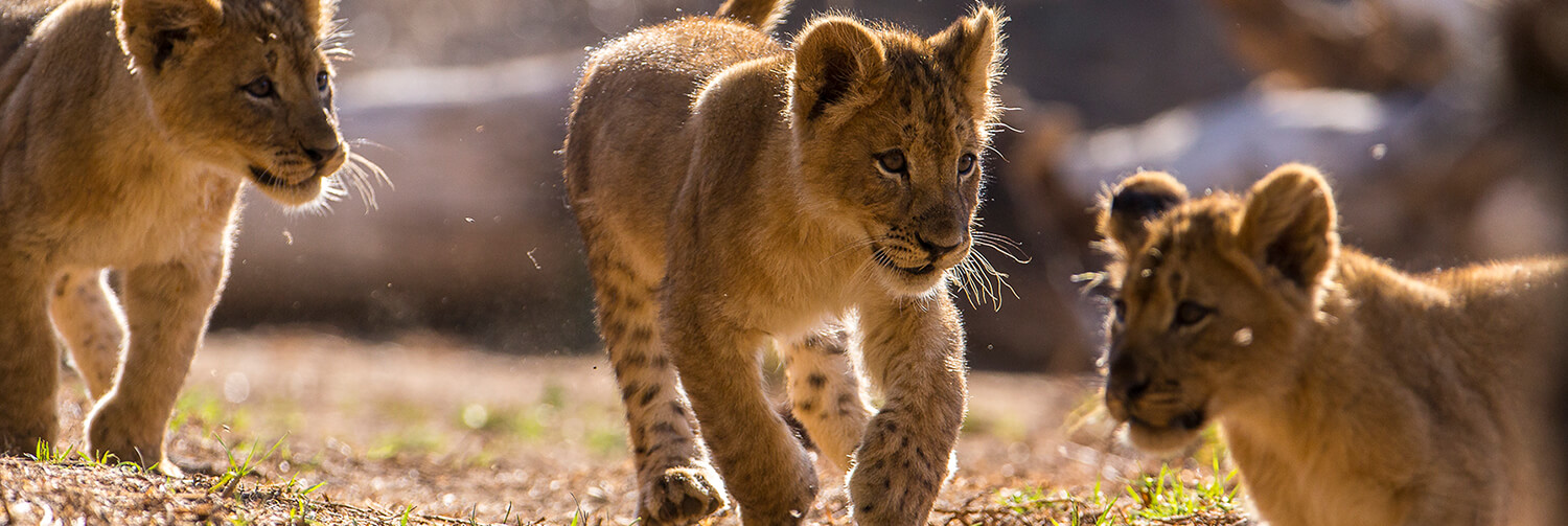 Three lion cubs running and playing