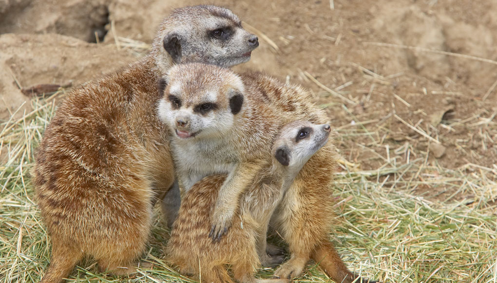 Meerkat family