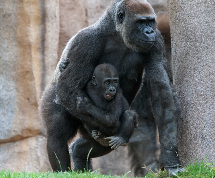 Gorilla mom with baby