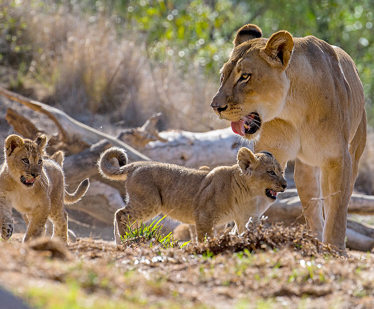 Lion mom with two cubs nearby
