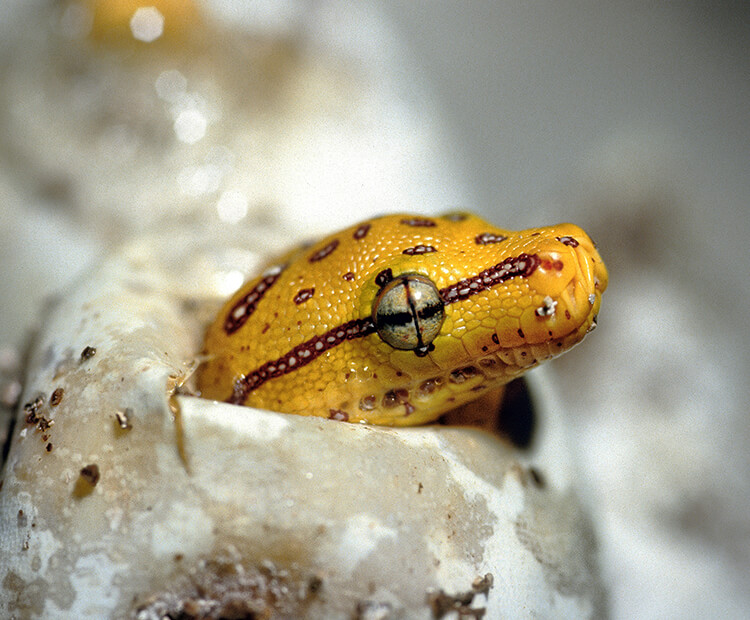 Green tree python hatchling