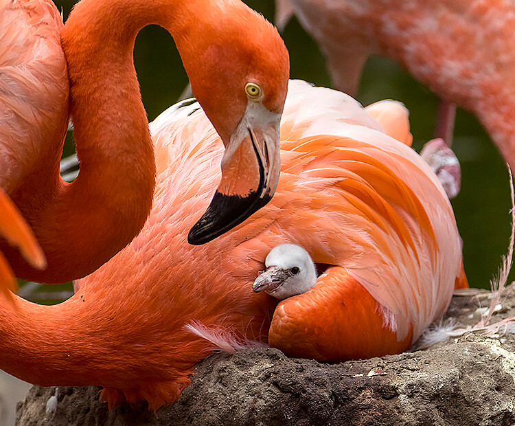 Caribbean flamingo mom with little gray chick tucked under her wing