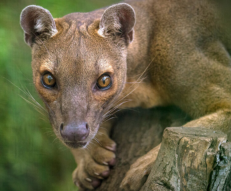 Fossa