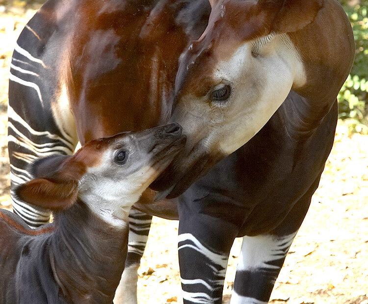 Okapi mother and calf