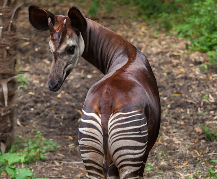 Okapi looking backwards with striped rump in view