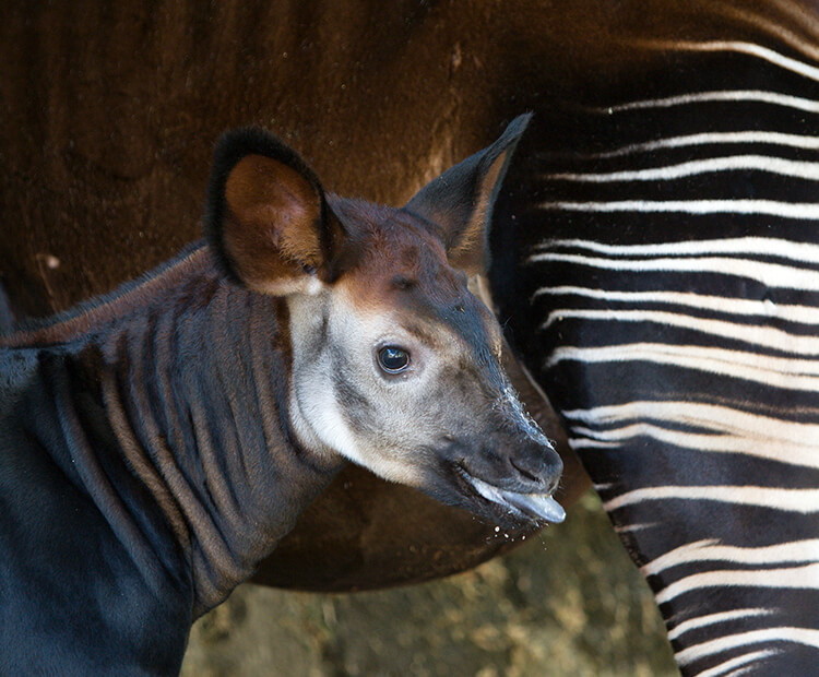 okapi blue tongue