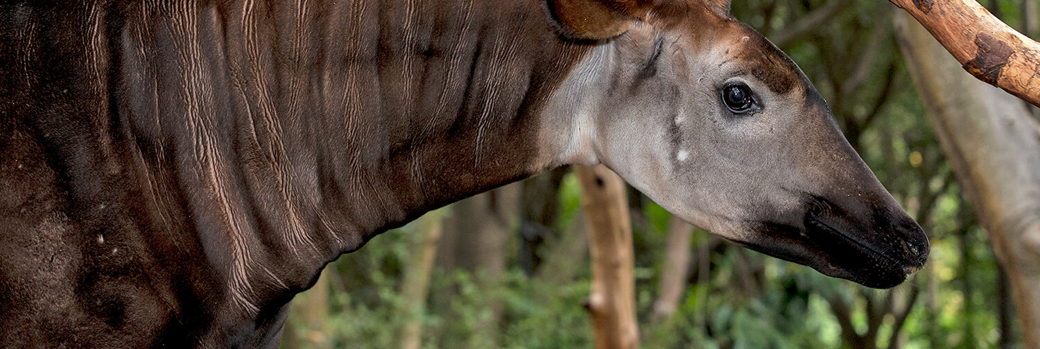 Okapi stretching its neck out lengthwise