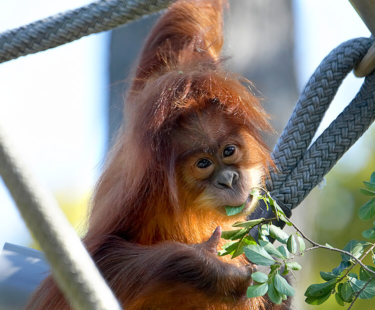 orangutan san diego zoo