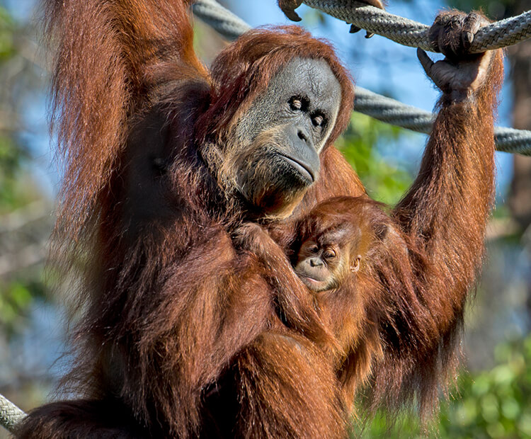 Orangutan mother and baby