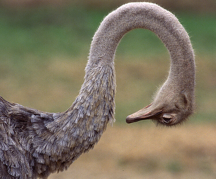 ostrich looking down at it's own neck