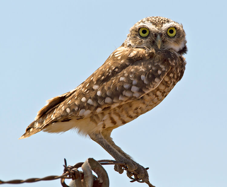 Burrowing owl sitting on a barbed wire fence
