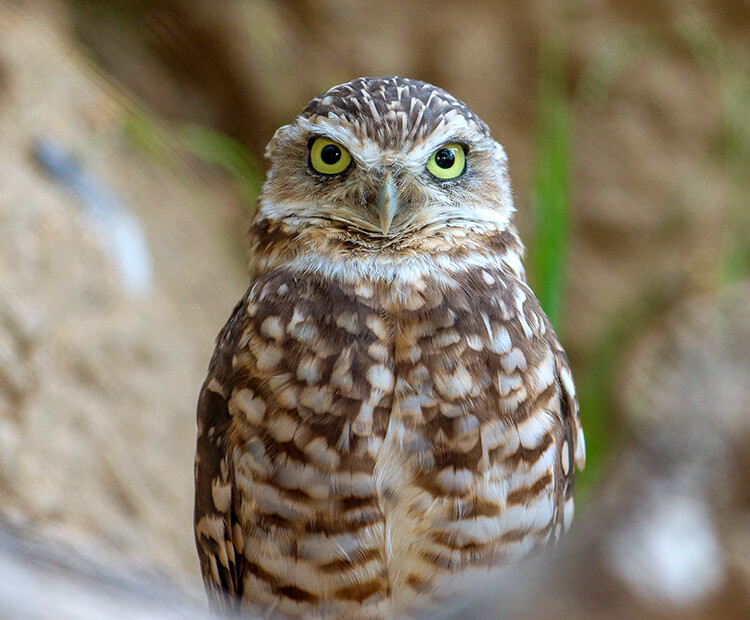 Burrowing owl