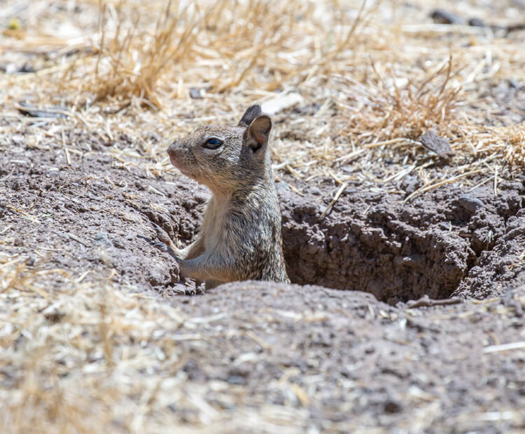 Squirrel peeking out of hole in ground