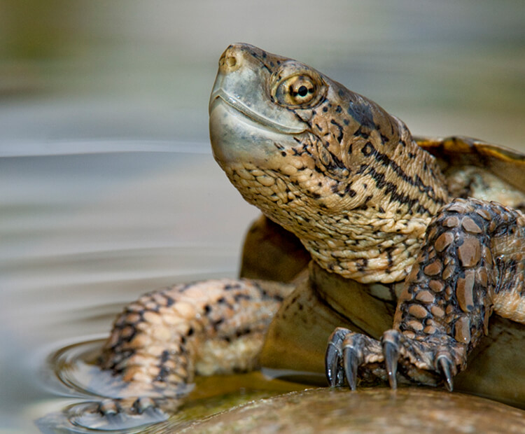 Pacific pond turtle