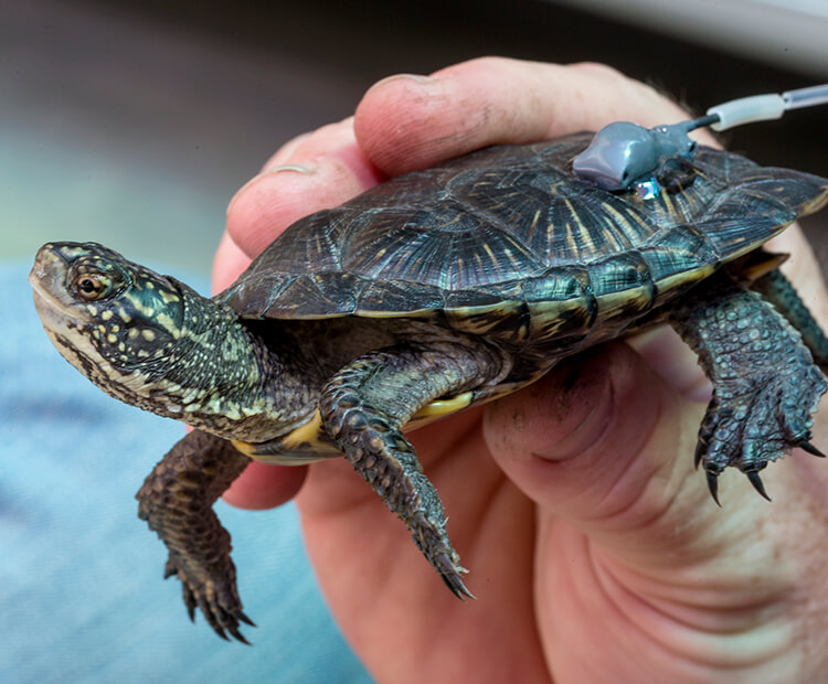 Pacific pond turtle with GPS held in a scientist's hand