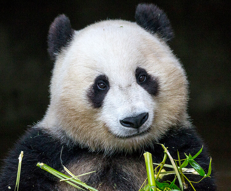 Adult giant panda holding bamboo