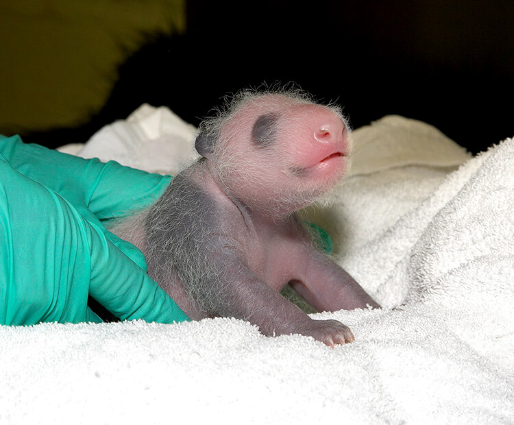 Newborn panda cub held by a vet wearing rubber gloves gets a checkup