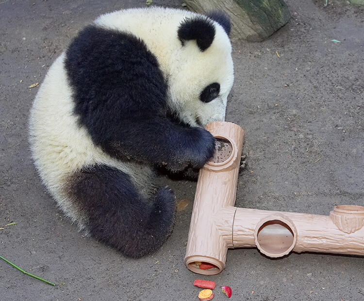 Precious pandas  San Diego Zoo Wildlife Explorers