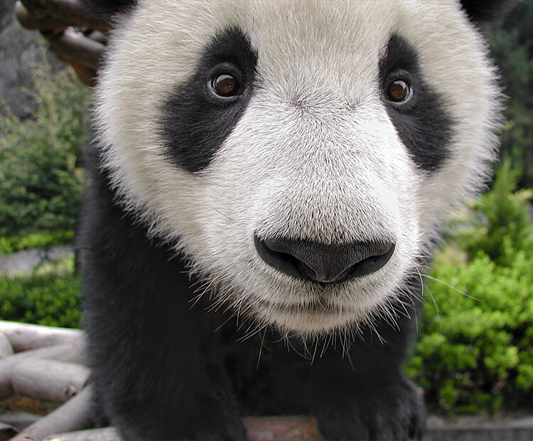 look at images of pandas