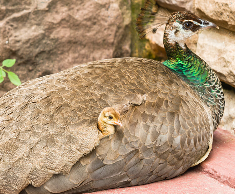 Peafowl San Diego Zoo Wildlife Explorers