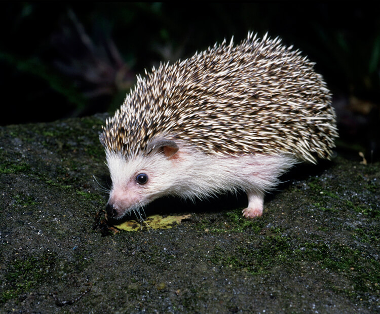 African hedgehog