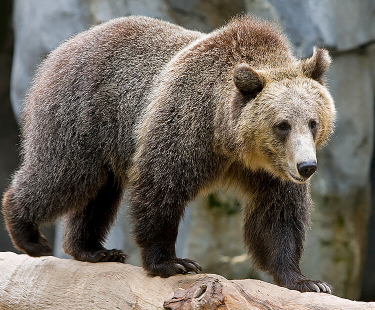 Grizzly bear walking on a log