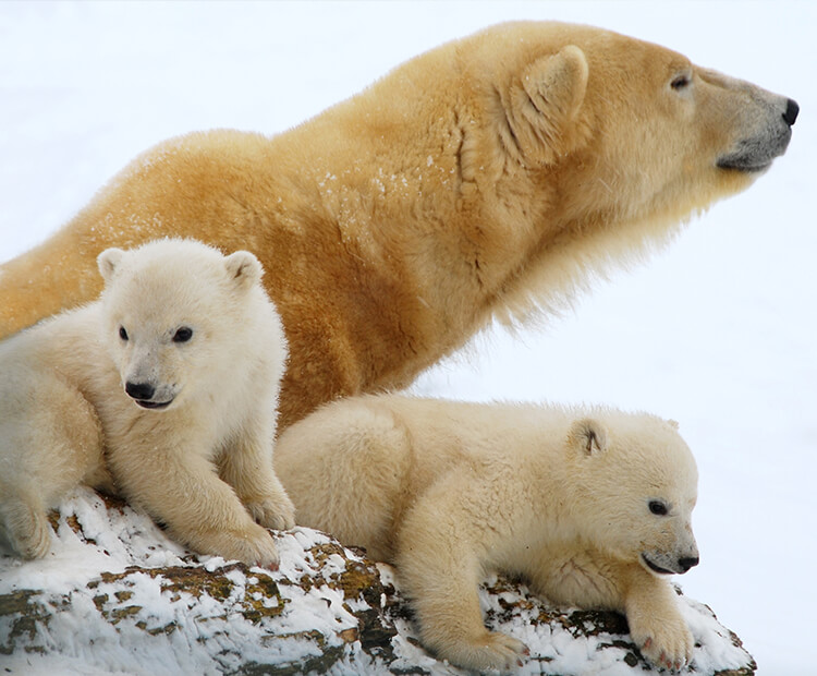 Two polar bear cubs with their mom