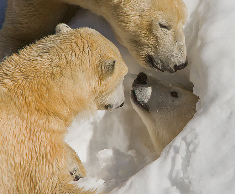 polar bear den