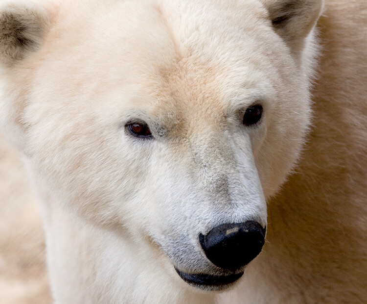 A polar bear's face shows its thick fur