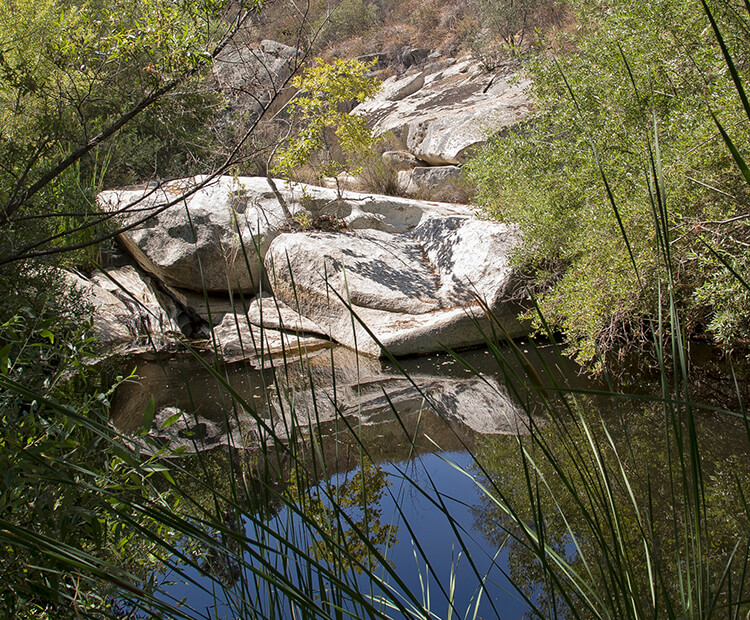 Pacific pond turtle natural habitat