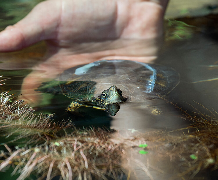 Pacific pond turtle released into its native habitat