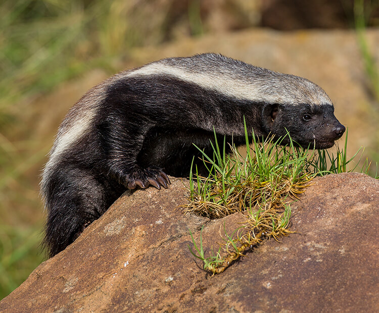 Honey badger (ratel)  San Diego Zoo Wildlife Explorers