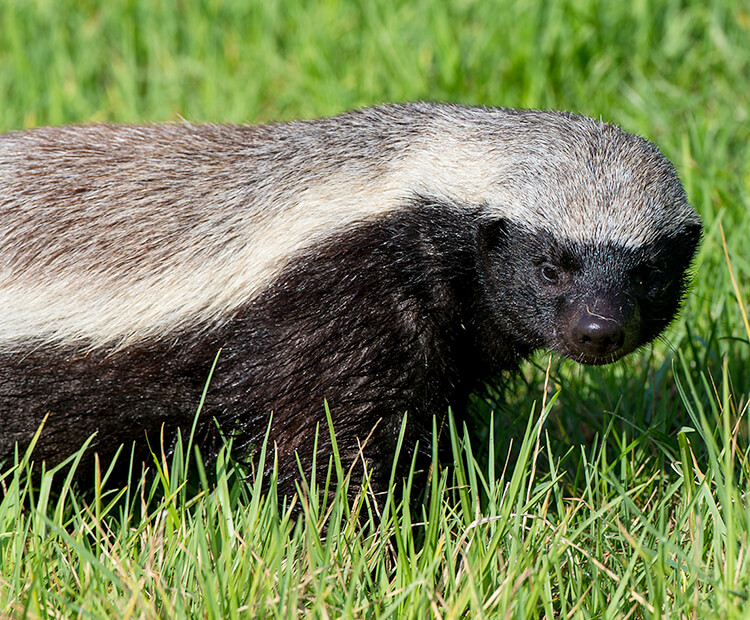 Ratel displaying it's skunk-like coat