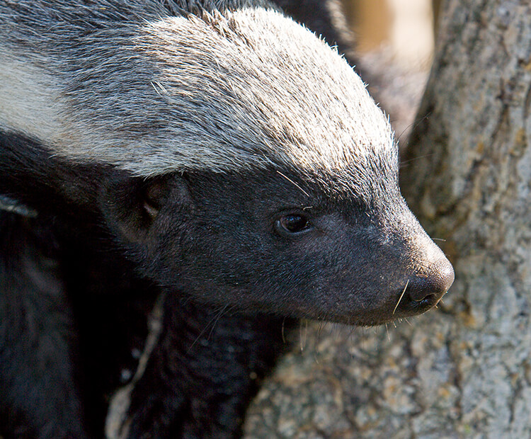 Ratel sitting in a tree trunk