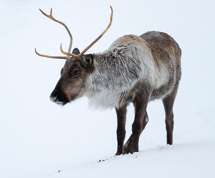 Reindeer standing on snow