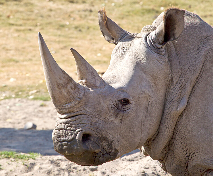 Rhinoceros | San Diego Zoo Wildlife Explorers