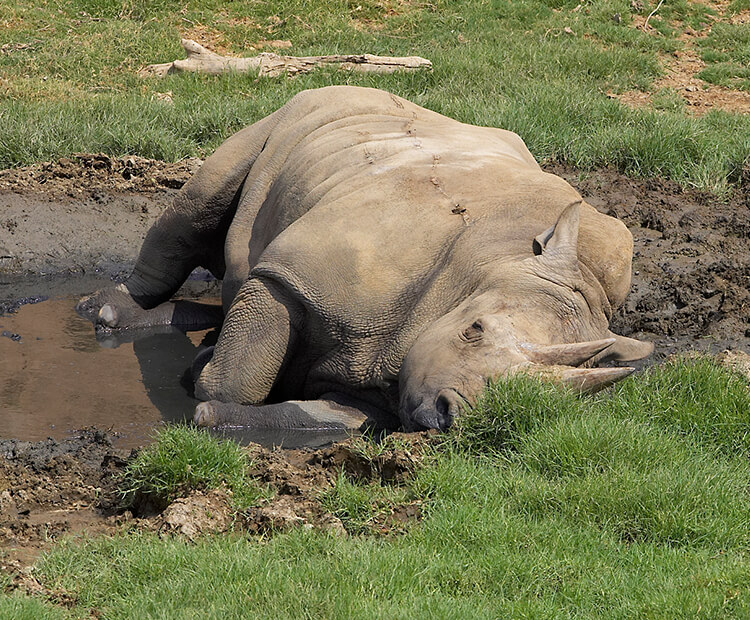 rhino taking a mud bath