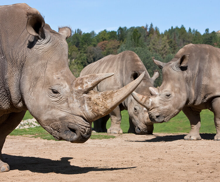 Three Southern white rhinos