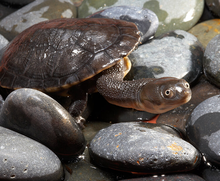 Roti Island snake-necked turtle