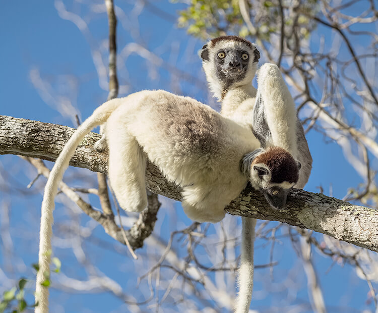 Verreaux's Sifakas in a tree