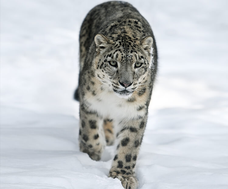 Snow leopard walking on snow