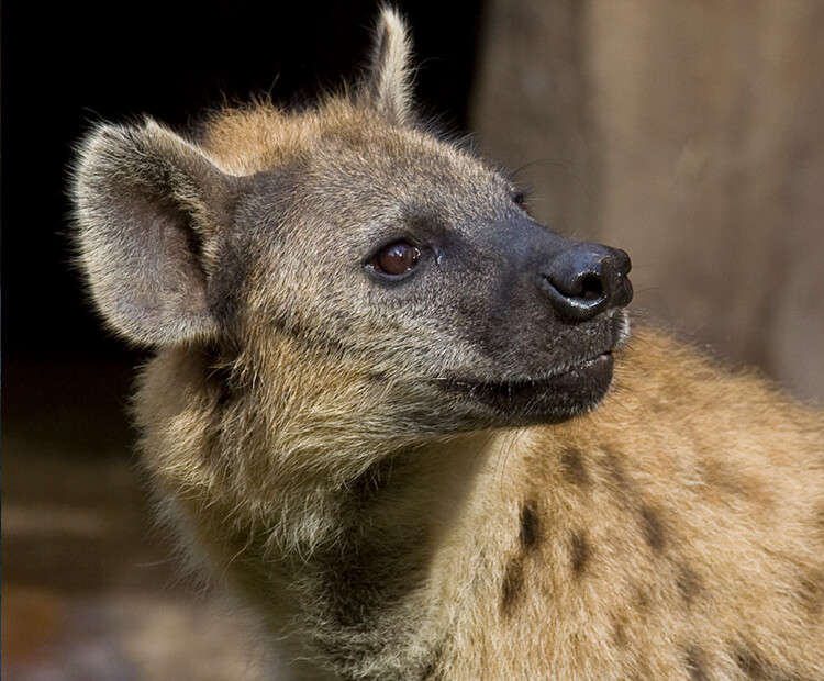 Spotted hyena